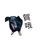 Dachshund GO（個別スタンプ：30）