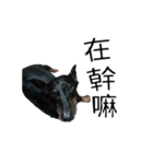 Dachshund GO（個別スタンプ：31）
