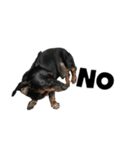 Dachshund GO（個別スタンプ：32）