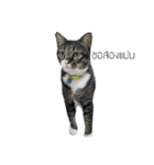 TheMeow（個別スタンプ：2）