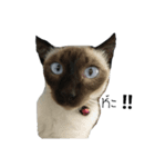 TheMeow（個別スタンプ：3）