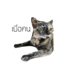 TheMeow（個別スタンプ：4）