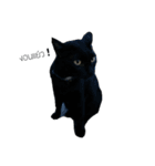 TheMeow（個別スタンプ：5）