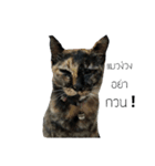 TheMeow（個別スタンプ：6）