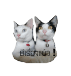 TheMeow（個別スタンプ：7）