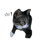 TheMeow（個別スタンプ：8）