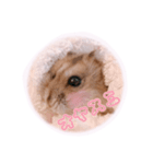 まんまるハムハム（個別スタンプ：1）