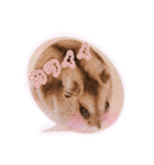 まんまるハムハム（個別スタンプ：3）