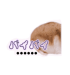 まんまるハムハム（個別スタンプ：5）