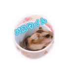 まんまるハムハム（個別スタンプ：8）