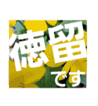 徳留（個別スタンプ：1）