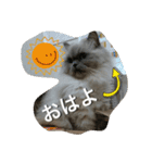 ねこにゃんとねこにゃん（個別スタンプ：1）