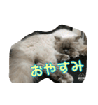 ねこにゃんとねこにゃん（個別スタンプ：2）