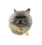 ねこにゃんとねこにゃん（個別スタンプ：3）