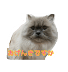 ねこにゃんとねこにゃん（個別スタンプ：4）