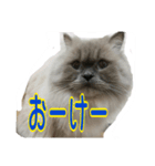 ねこにゃんとねこにゃん（個別スタンプ：6）