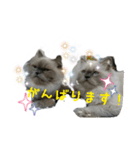 ねこにゃんとねこにゃん（個別スタンプ：10）