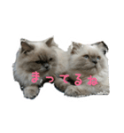 ねこにゃんとねこにゃん（個別スタンプ：11）