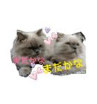 ねこにゃんとねこにゃん（個別スタンプ：12）