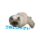 ねこにゃんとねこにゃん（個別スタンプ：13）