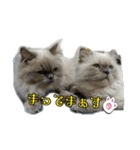 ねこにゃんとねこにゃん（個別スタンプ：14）