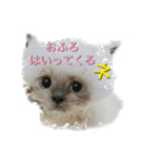 ねこにゃんとねこにゃん（個別スタンプ：15）