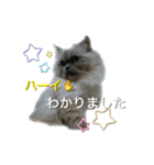 ねこにゃんとねこにゃん（個別スタンプ：17）