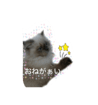 ねこにゃんとねこにゃん（個別スタンプ：18）