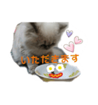 ねこにゃんとねこにゃん（個別スタンプ：19）