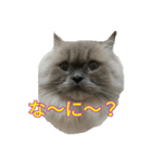 ねこにゃんとねこにゃん（個別スタンプ：20）