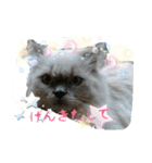 ねこにゃんとねこにゃん（個別スタンプ：21）