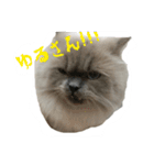 ねこにゃんとねこにゃん（個別スタンプ：23）
