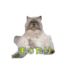 ねこにゃんとねこにゃん（個別スタンプ：24）