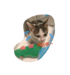 ImbbCAT（個別スタンプ：1）