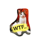 ImbbCAT（個別スタンプ：2）