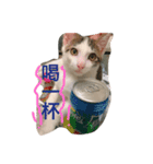 ImbbCAT（個別スタンプ：4）