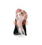 ImbbCAT（個別スタンプ：5）