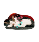 ImbbCAT（個別スタンプ：6）