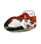 ImbbCAT（個別スタンプ：7）