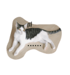 ImbbCAT（個別スタンプ：8）