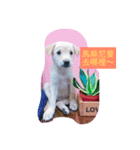 It is a small fart Meng Meng（個別スタンプ：1）