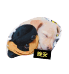 It is a small fart Meng Meng（個別スタンプ：5）