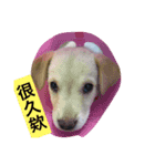 It is a small fart Meng Meng（個別スタンプ：7）