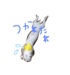 ベルの日常会話（個別スタンプ：6）