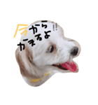 ベルの日常会話（個別スタンプ：7）