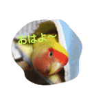 インコ日和（個別スタンプ：1）