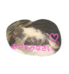 インコ日和（個別スタンプ：2）