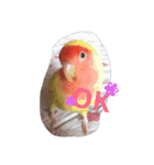 インコ日和（個別スタンプ：3）