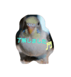 インコ日和（個別スタンプ：4）