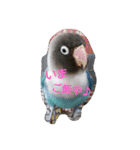 インコ日和（個別スタンプ：5）